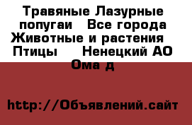 Травяные Лазурные попугаи - Все города Животные и растения » Птицы   . Ненецкий АО,Ома д.